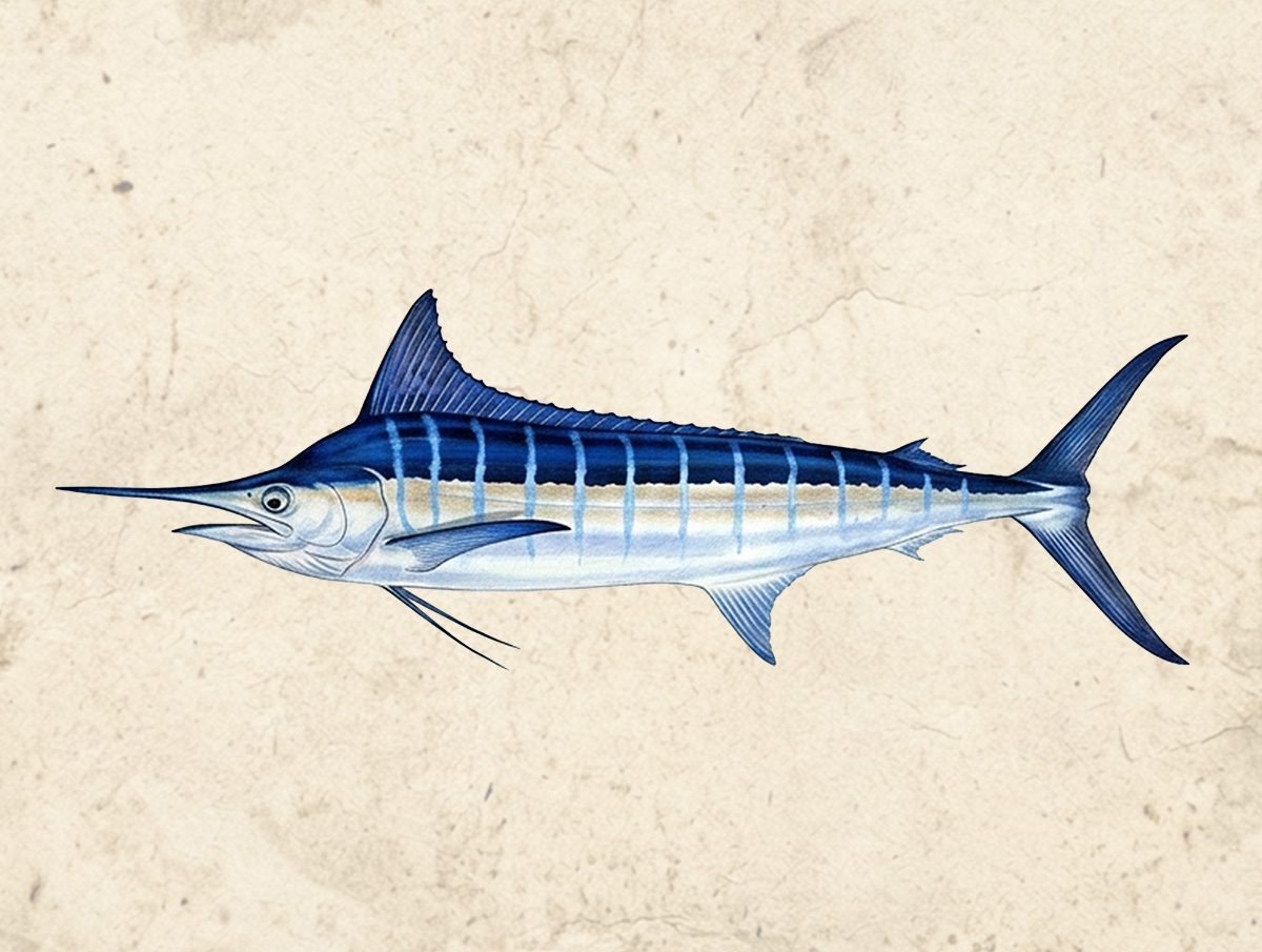 Marlin (Striped)